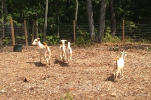 Our new goat family